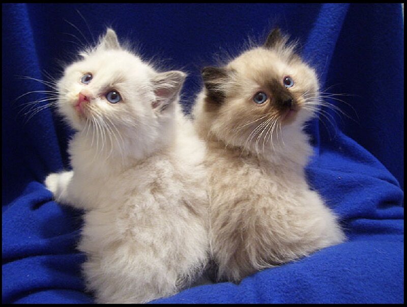 Two Fluffy Kittens — Blue, Calm