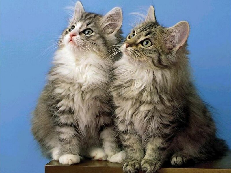 Two Fluffy Kittens — Blue, Curious, Photograph