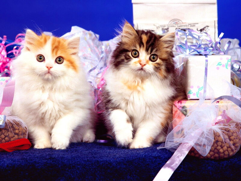 Two Fluffy Kittens — Blue, Festive