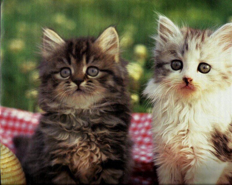 Two Fluffy Kittens — Brown, Calm, Afternoon, Photograph