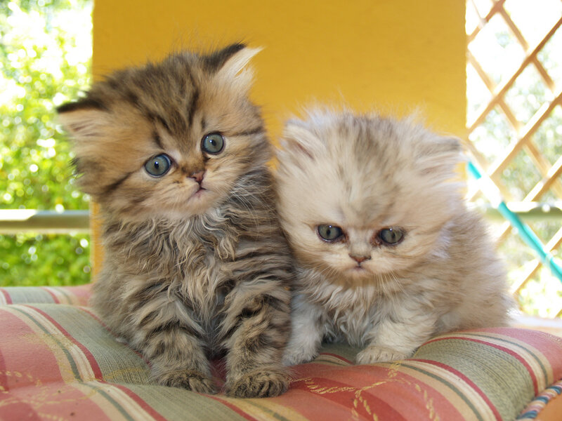Two Fluffy Kittens — Brown, Calm, Afternoon