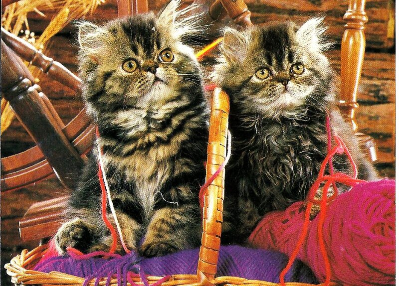Two Fluffy Kittens — Brown, Calm, Photograph, Basket