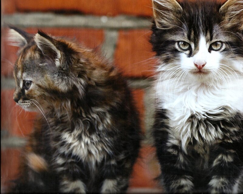Two Fluffy Kittens — Brown, Calm, Photograph, Brick Wall