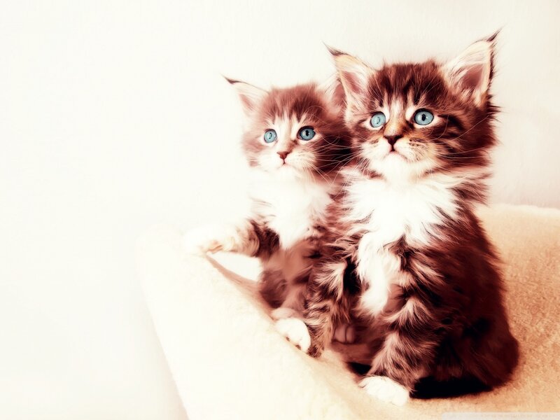 Two Fluffy Kittens — Brown, Calm, Photograph, Cat Bed