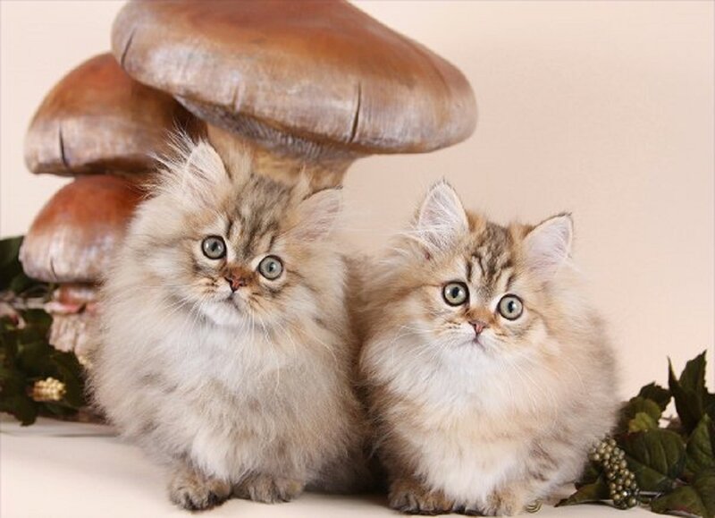 Two Fluffy Kittens — Brown, Calm, Photograph, Mushrooms