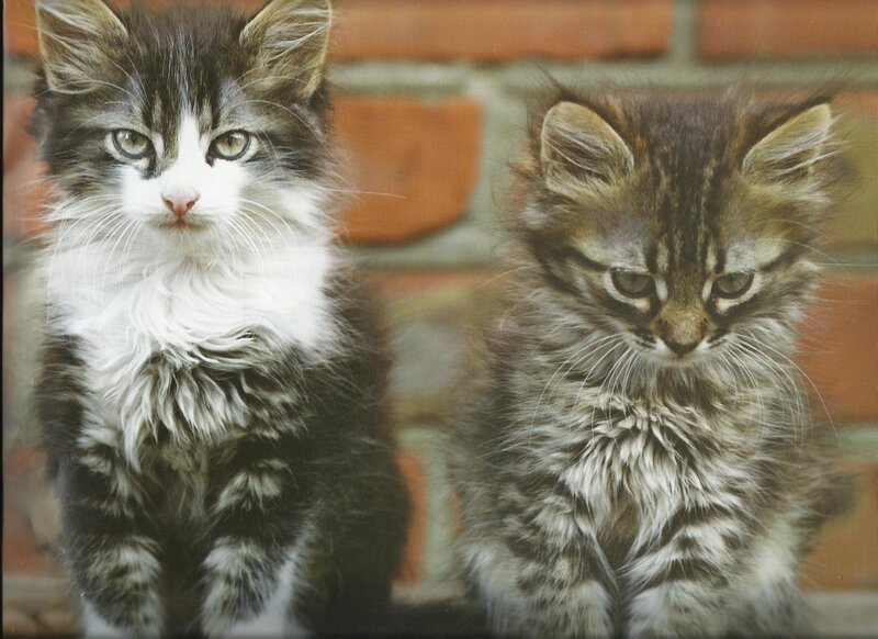 Two Fluffy Kittens — Brown, Calm, Photograph