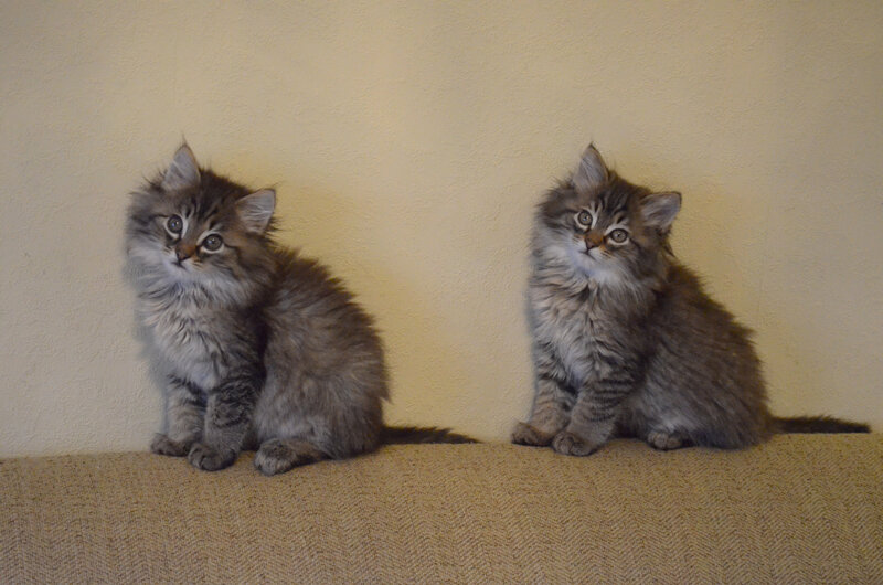 Two Fluffy Kittens — Brown, Calm, Photograph, Wall, Couch