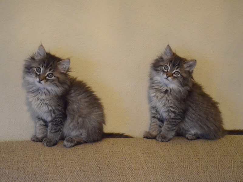 Two Fluffy Kittens — Brown, Calm, Photograph, Wall