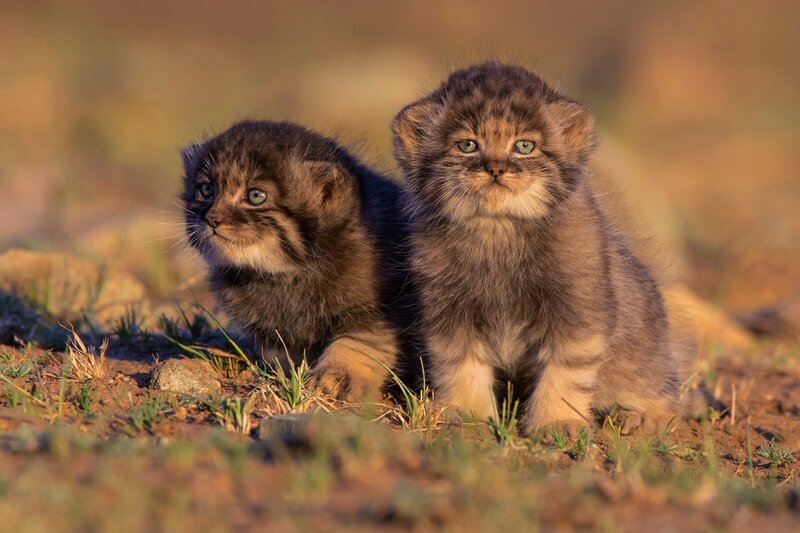 Two Fluffy Kittens — Brown, Calm, Sunset