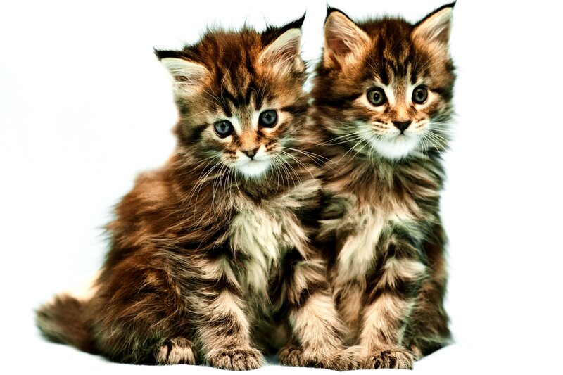 Two Fluffy Kittens — Brown, Innocent, Photograph, White Background