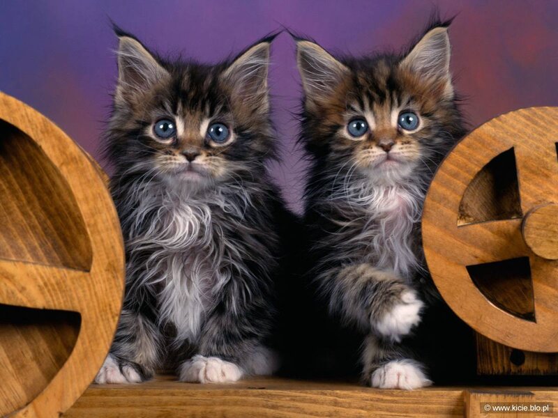 Two Fluffy Kittens — Brown, Innocent