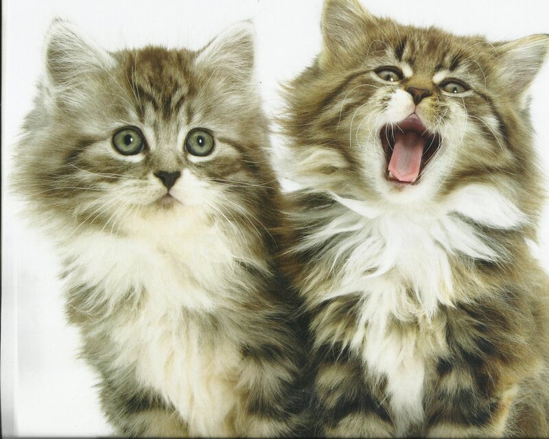 Two Fluffy Kittens — Brown, Playful