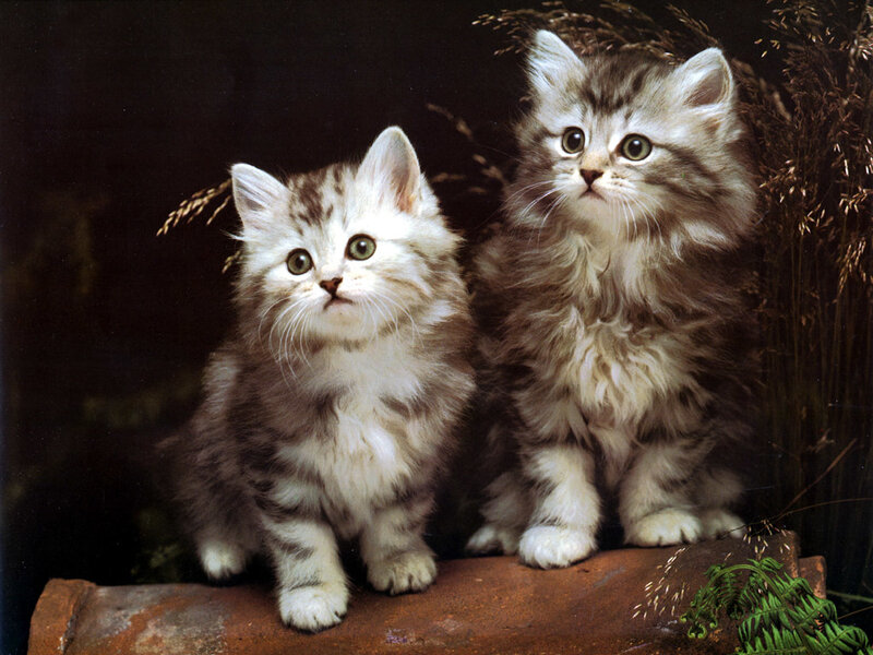Two Fluffy Kittens — Brown