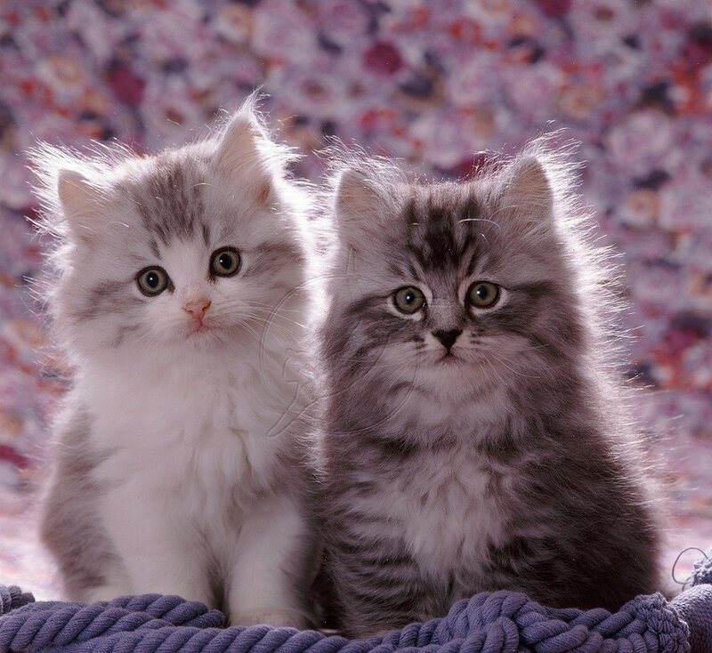 Two Fluffy Kittens — Gray, Calm, Photograph, Blanket