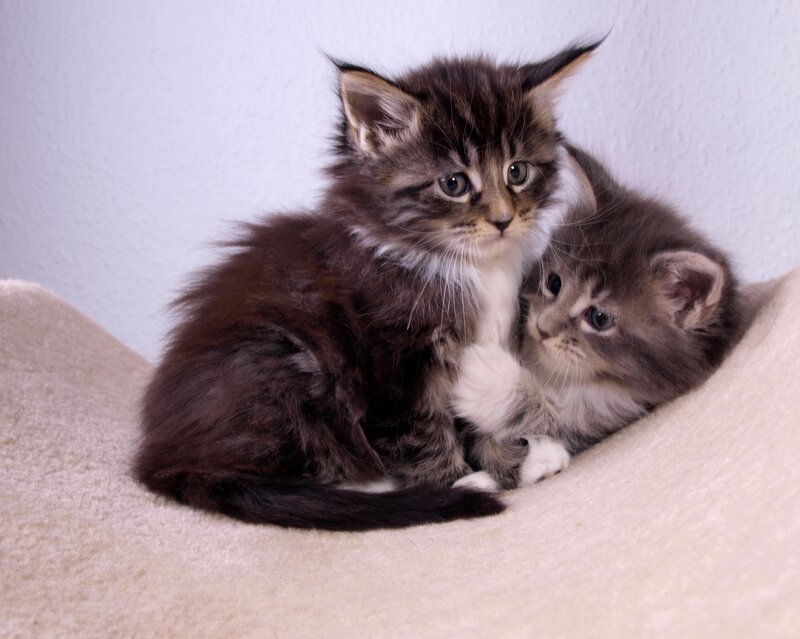 Two Fluffy Kittens — Gray, Calm, Photograph, Blanket, Wall