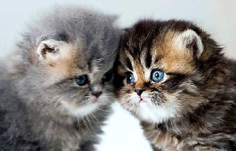 Two Fluffy Kittens — Gray, Calm, Photograph, Blue Eyes