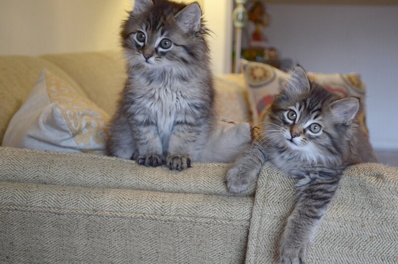 Two Fluffy Kittens — Gray, Calm, Photograph, Couch, Pillows