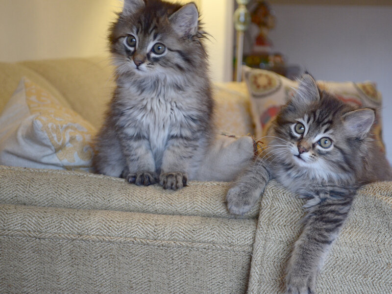 Two Fluffy Kittens — Gray, Calm, Photograph, Couch