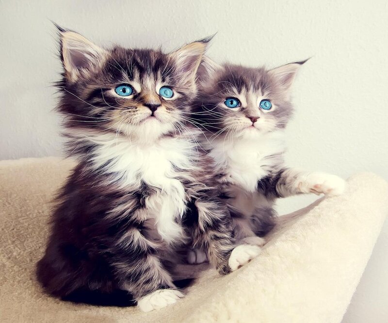 Two Fluffy Kittens — Gray, Calm, Photograph