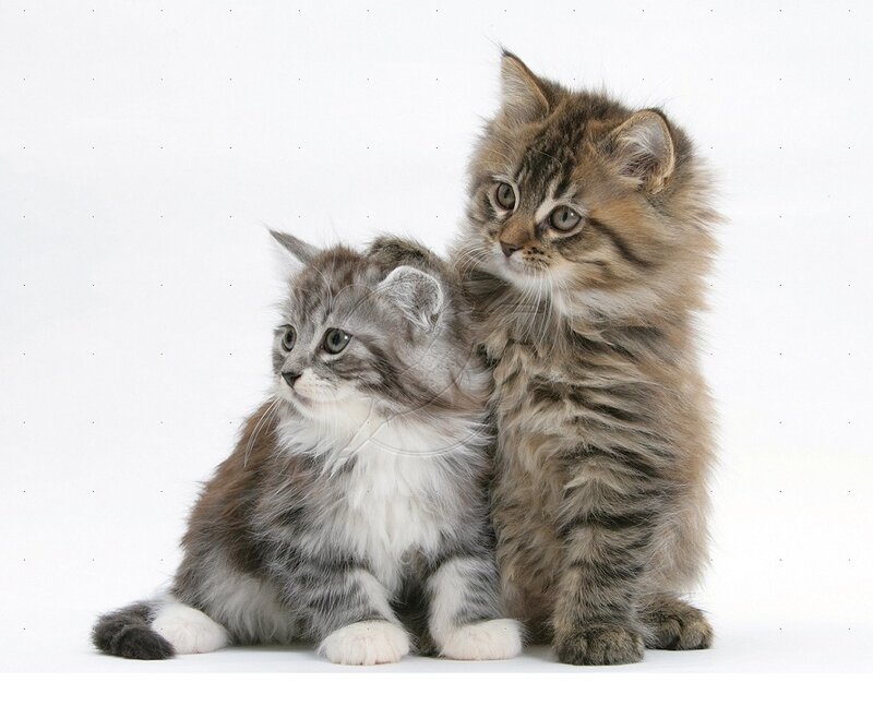 Two Fluffy Kittens — Gray, Calm, Photograph, White Background