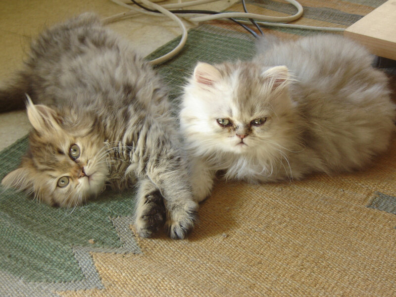 Two Fluffy Kittens — Gray, Calm