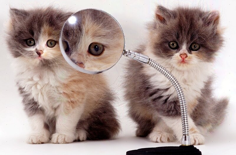 Two Fluffy Kittens — Gray, Curious, Photograph