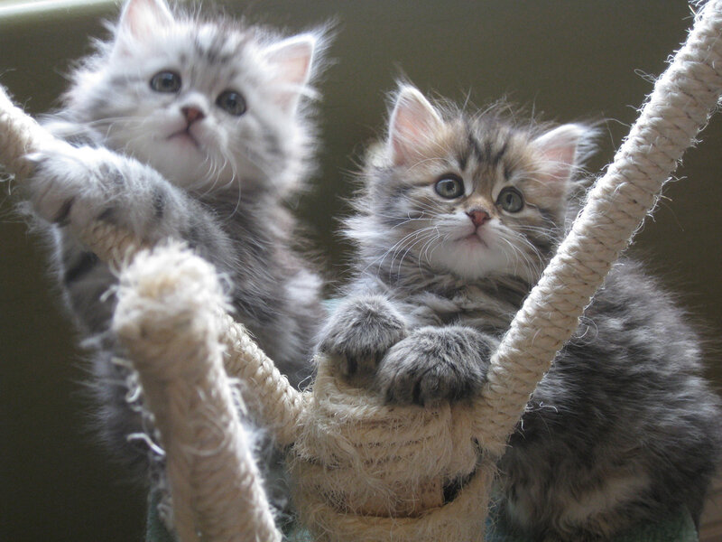 Two Fluffy Kittens — Gray, Curious