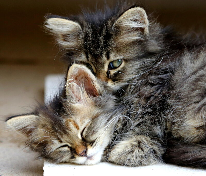 Two Fluffy Kittens — Gray, Peaceful