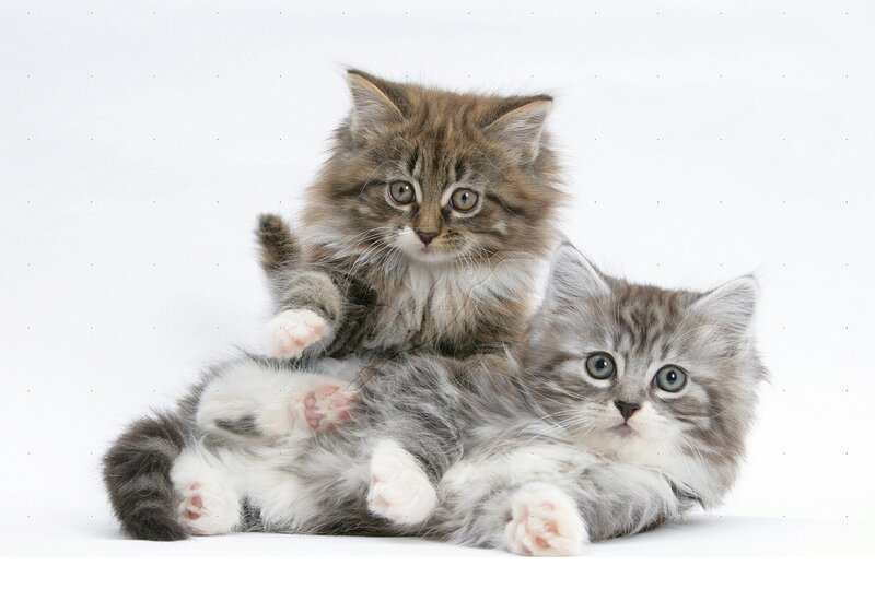 Two Fluffy Kittens — Gray, Playful, Photograph
