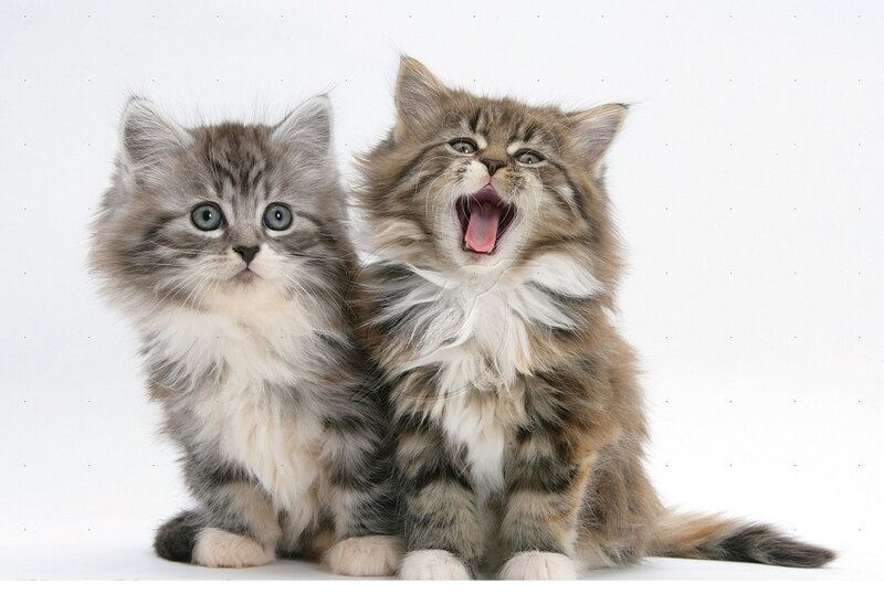 Two Fluffy Kittens — Gray, Playful