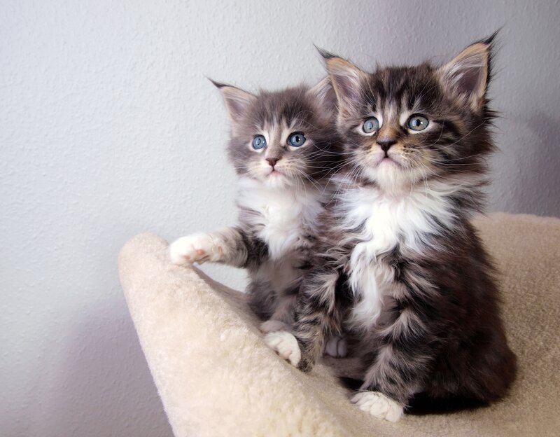 Two Fluffy Kittens — Gray