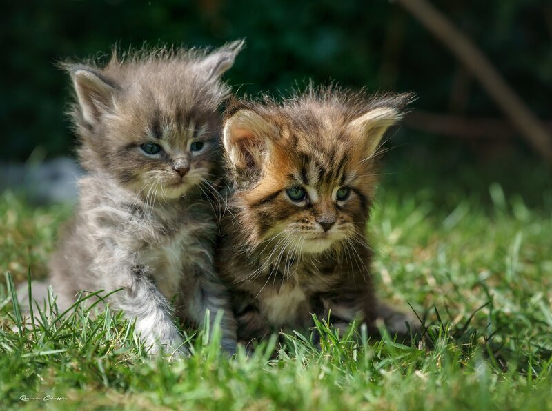 Two Fluffy Kittens — Green