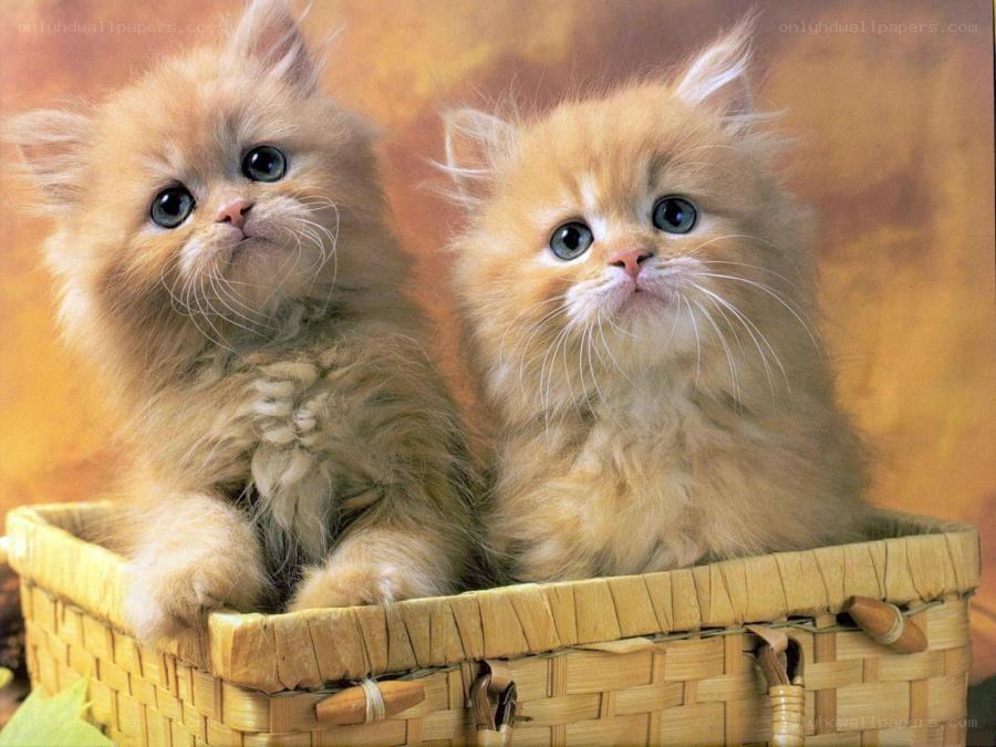 Two fluffy kittens in a basket
