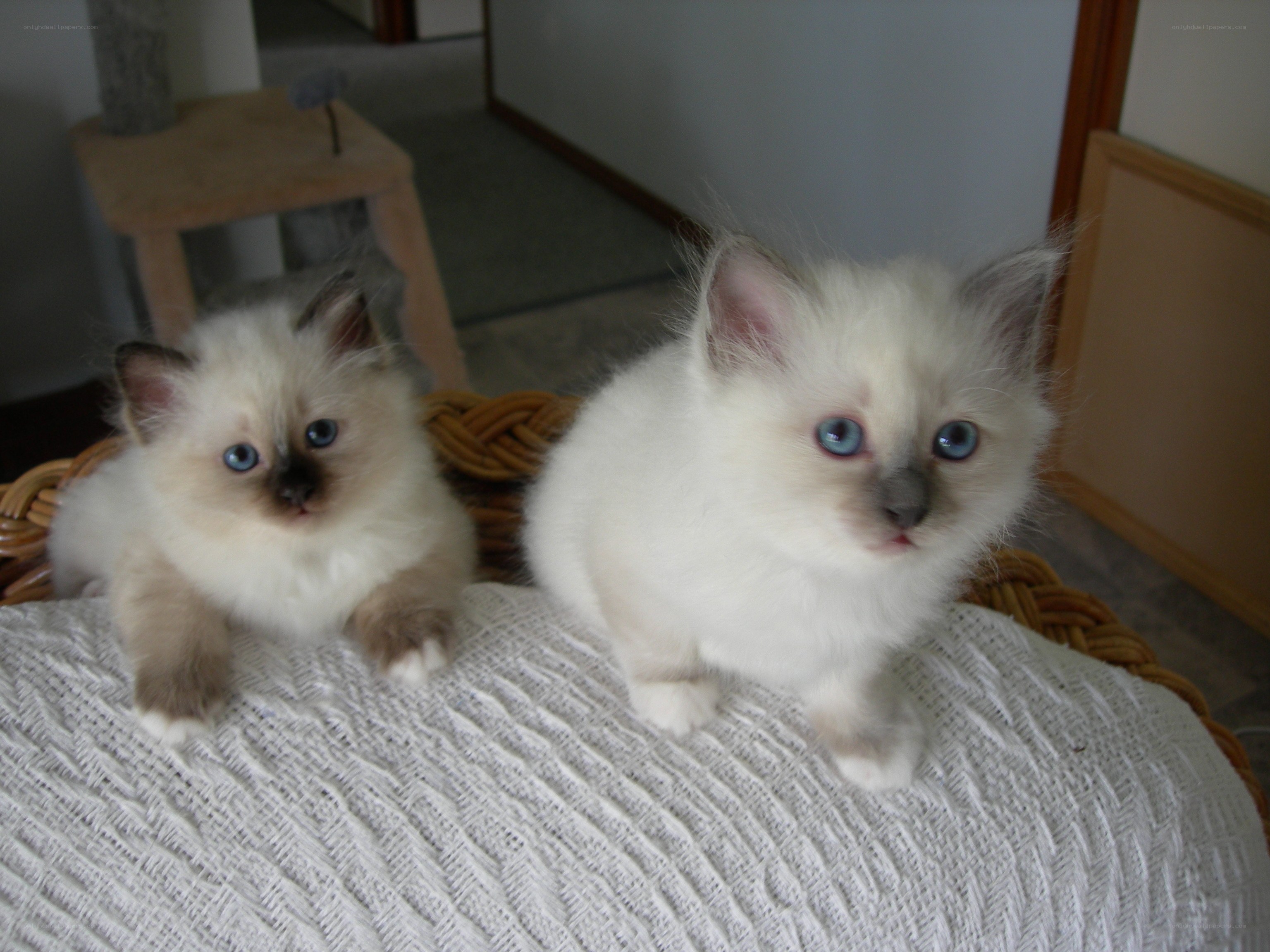 Two fluffy kittens in a basket