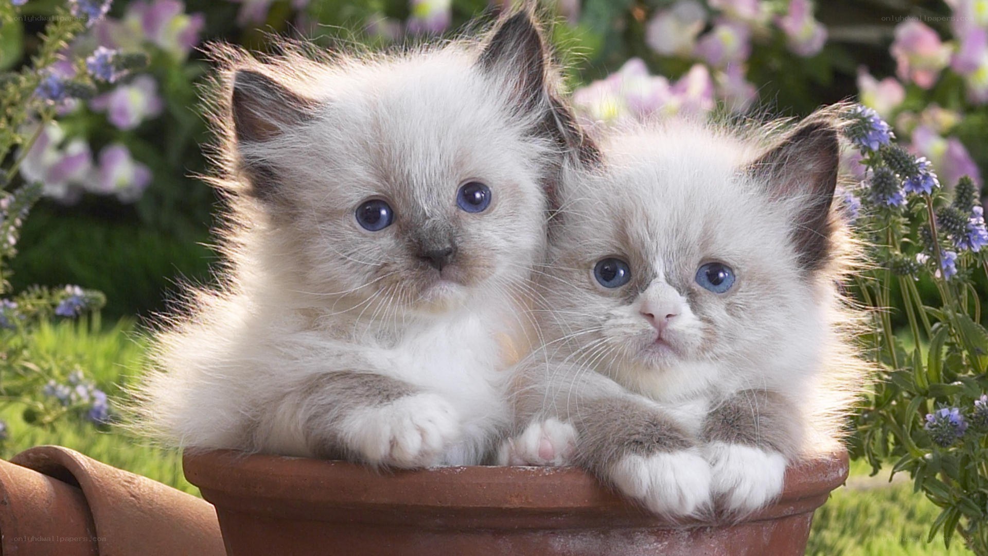 Two fluffy kittens in a pot