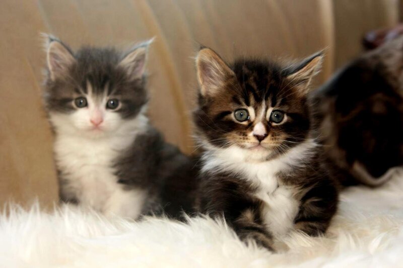 two fluffy kittens on a blanket