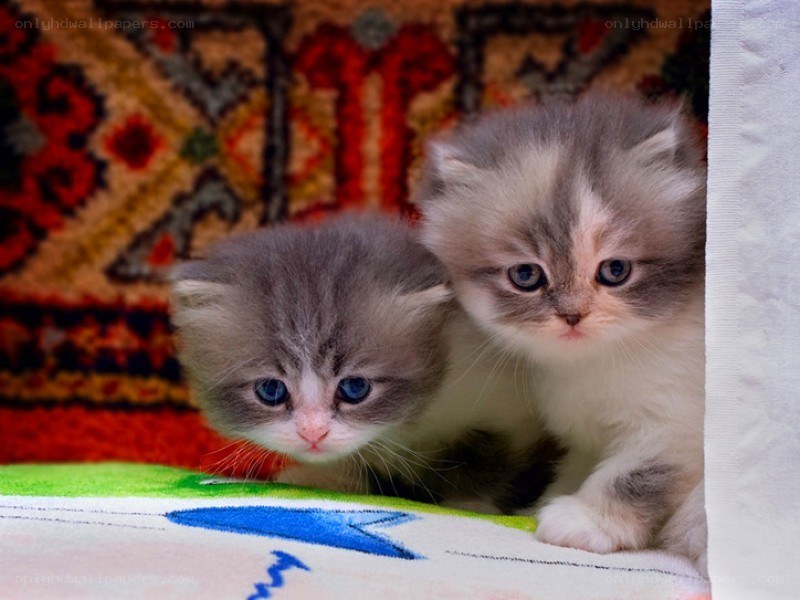 Two fluffy kittens on a rug