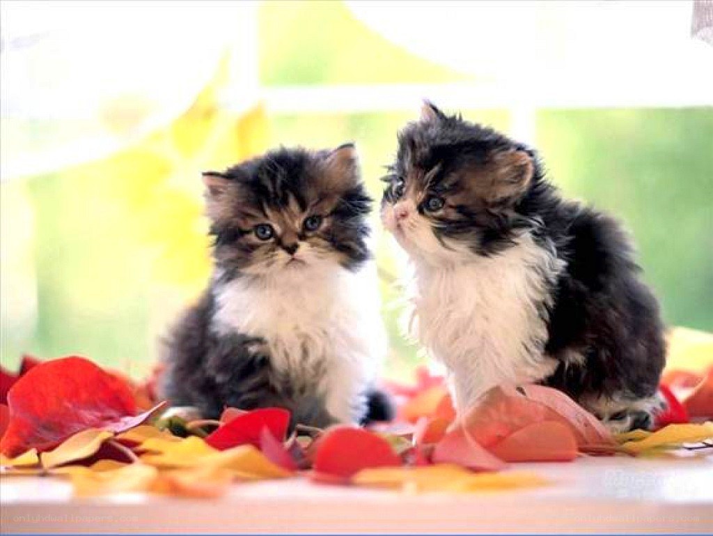 Two fluffy kittens on autumn leaves