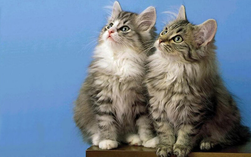 two fluffy kittens on blue