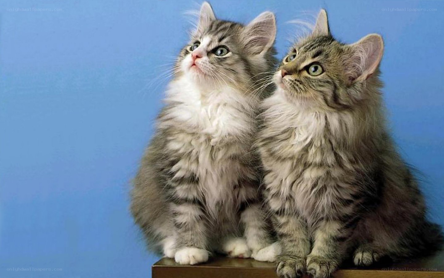 two fluffy kittens on blue