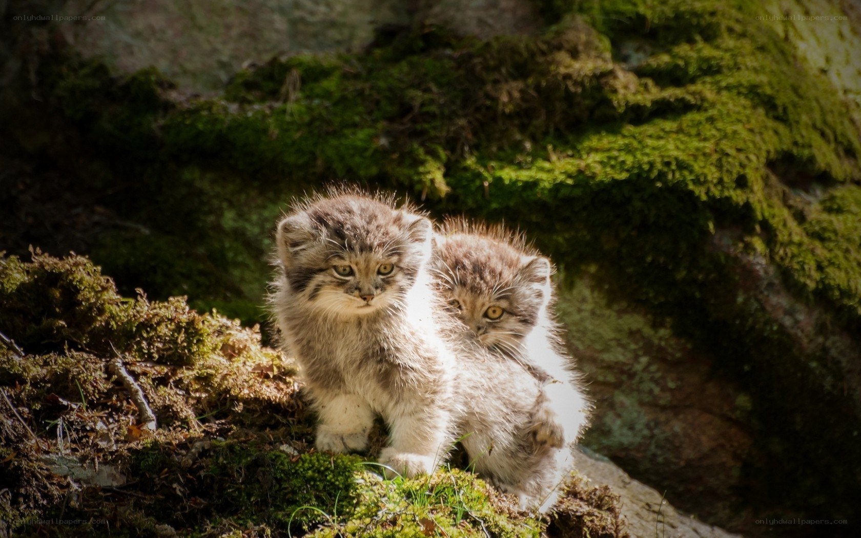 Two fluffy kittens on moss
