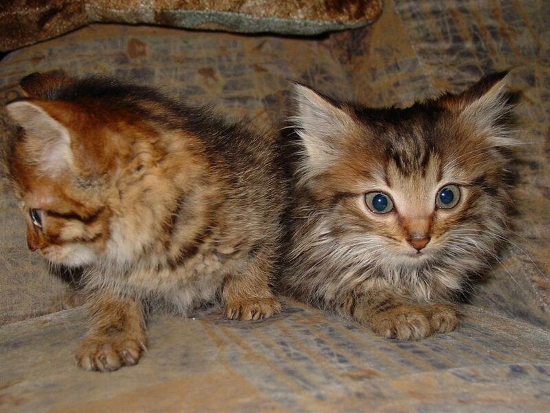 two fluffy kittens on stone
