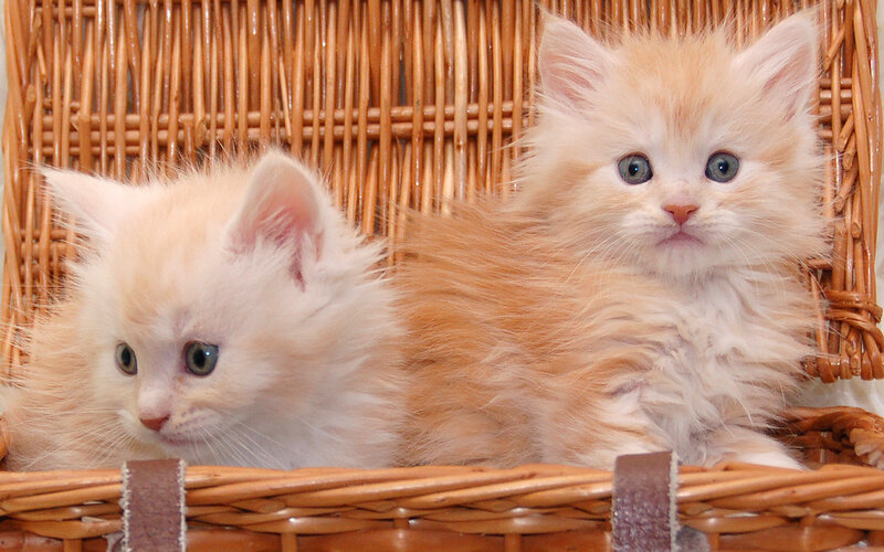 Two Fluffy Kittens — Orange, Calm, Photograph, Basket