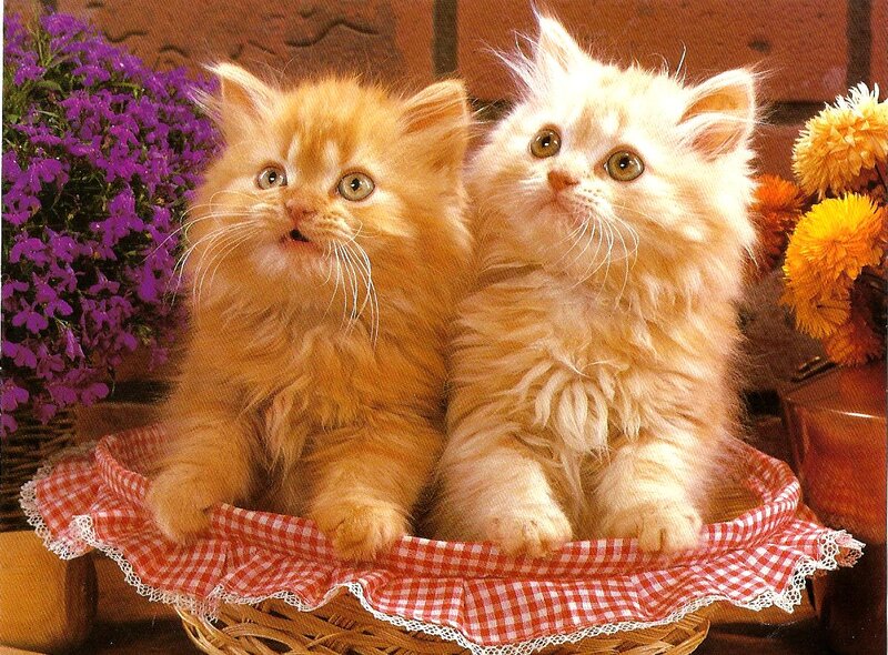 Two Fluffy Kittens — Orange, Calm, Photograph