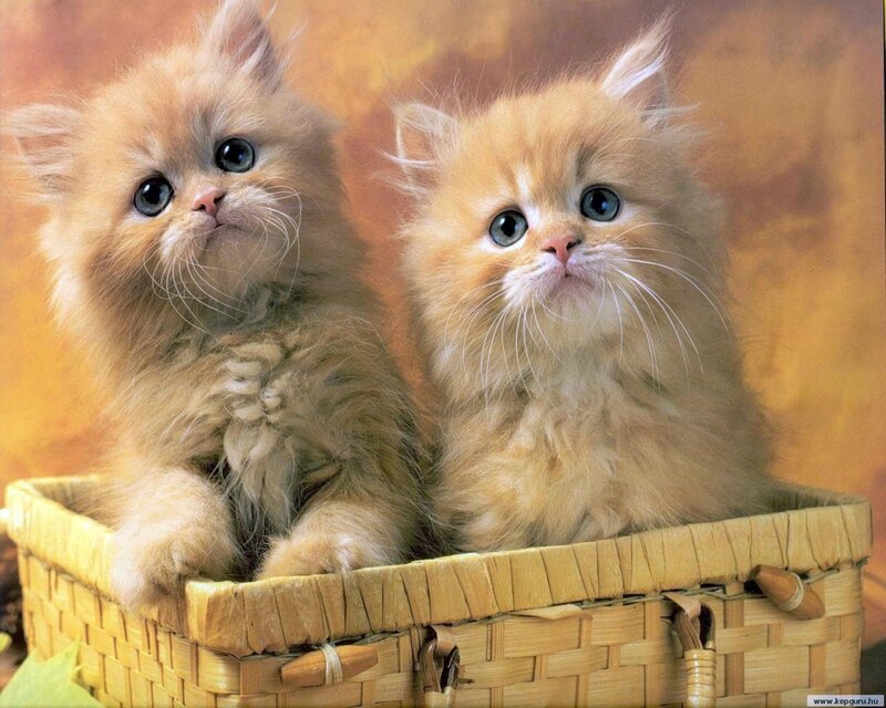 Two Fluffy Kittens — Orange, Innocent