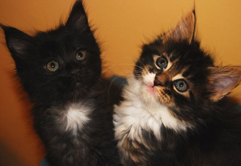 Two Fluffy Kittens — Orange