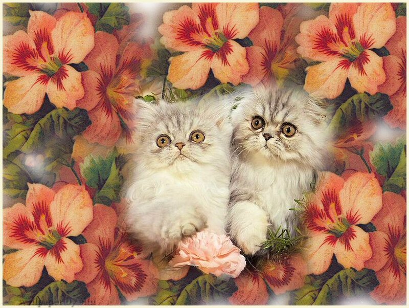 Two Fluffy Kittens — Pink, Calm, Illustration