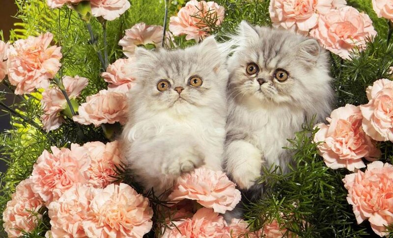 Two Fluffy Kittens — Pink, Calm, Photograph, Flowers, Greenery
