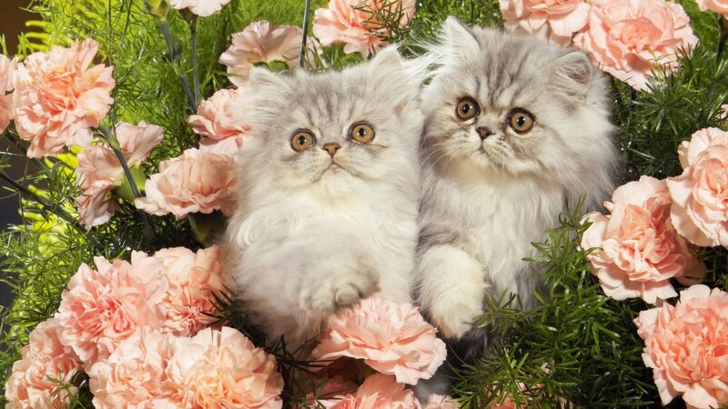 Two Fluffy Kittens — Pink, Calm, Photograph, Flowers