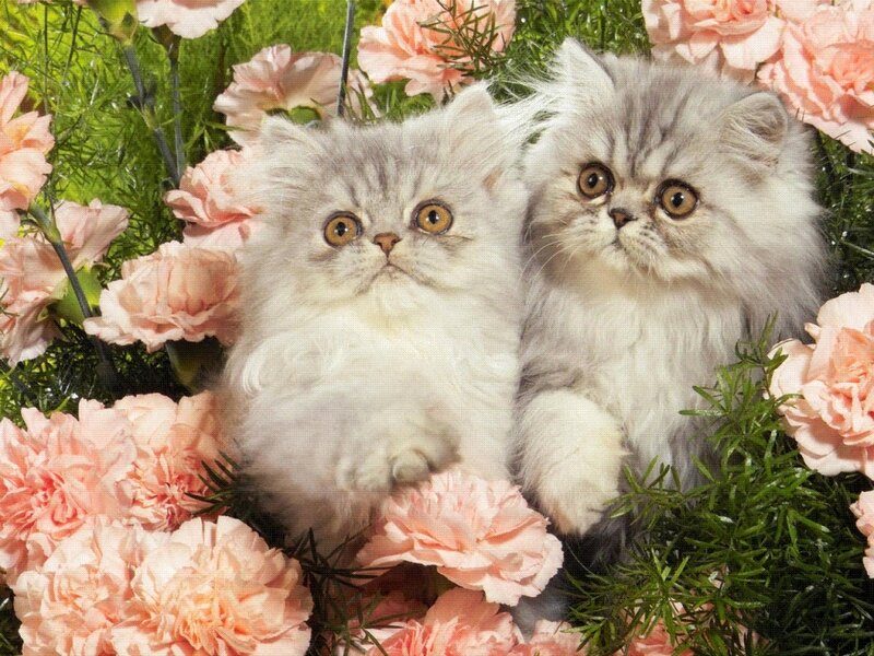 Two Fluffy Kittens — Pink, Calm, Photograph